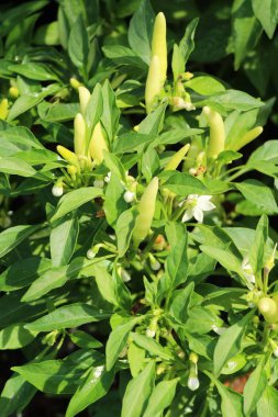 Bahçedeki ağaç üzerinde taze biber