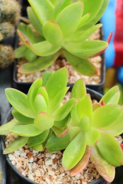 Doğa ile güzel taş gül çiçek