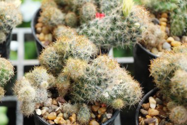 Güzel küçük tencerede kaktüs