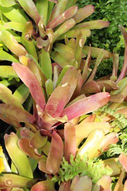 Bromeliad Çiçek bahçesinde bulunan doğa