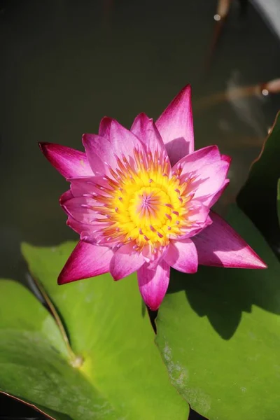 Schöner Lotus Teich Mit Der Natur — Stockfoto