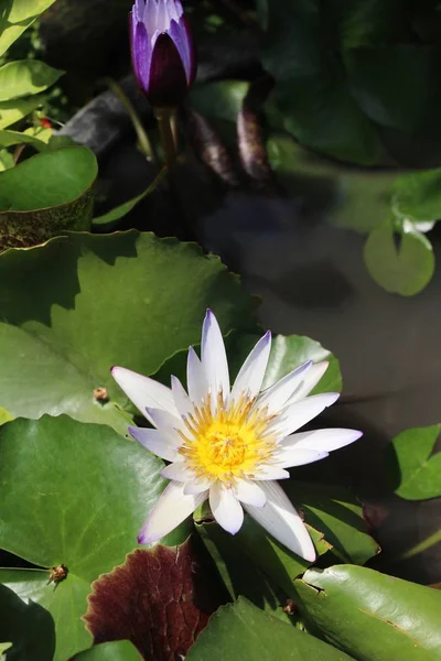 Doğa Ile Havuzda Güzel Lotus — Stok fotoğraf