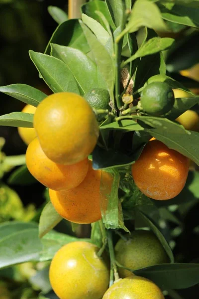 Fruit Orange Mûr Accroché Arbre — Photo