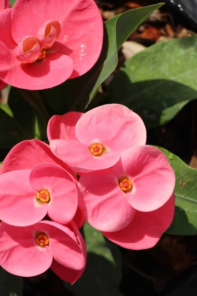 Euphorbia Milli Törnekrona Naturen — Stockfoto