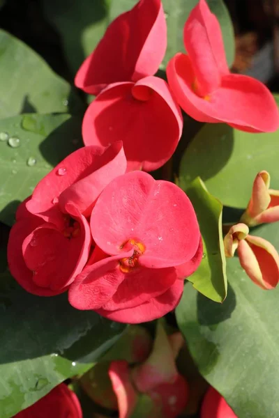 Euphorbia Milli Crown Thorns Nature — Stock Photo, Image