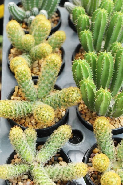 Piękne Małe Kaktus Doniczce — Zdjęcie stockowe
