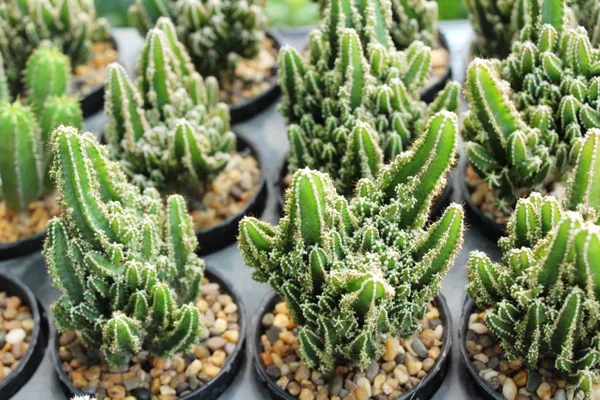 Beautiful Small Cactus Pot — Stock Photo, Image