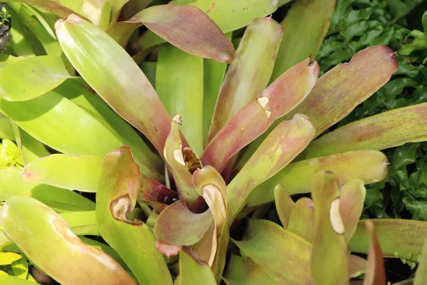 Ananasväxter Blomma Trädgården Med Naturen — Stockfoto