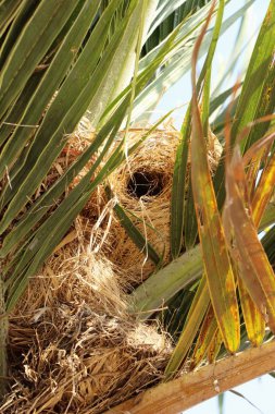 Kuş yuva ağaç doğa ile üzerinde