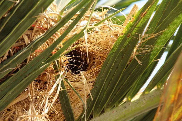 Kuş yuva ağaç doğa ile üzerinde