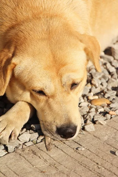 Χαριτωμένα Καφέ Σκυλί Κοιτάζει Επίμονα Στο Πάτωμα — Φωτογραφία Αρχείου