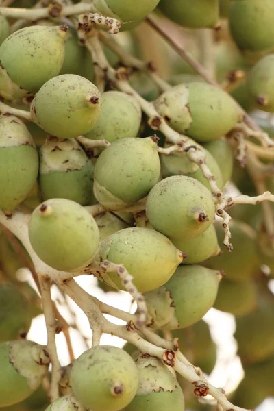 Betel Palm Boom Met Natuur — Stockfoto