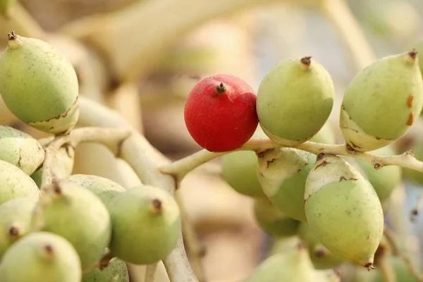 Betel Palm Boom Met Natuur — Stockfoto