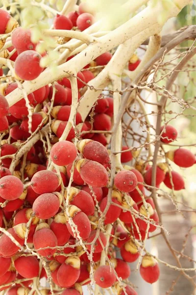 Betel Palma Albero Con Natura — Foto Stock