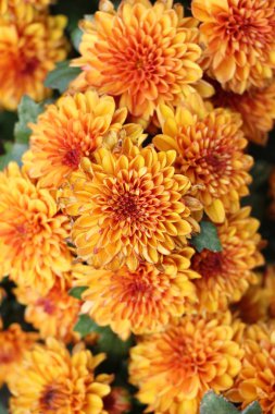 Kasımpatı çiçeği bahçede güzeldir