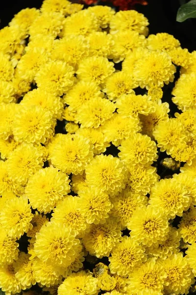 Χρυσάνθεμα Λουλούδι Είναι Όμορφα Στον Κήπο — Φωτογραφία Αρχείου