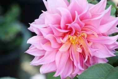 Bahçede güzel renkli çiçek