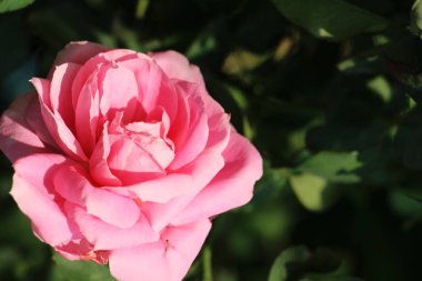 Güzel güller bahçede çiçek açan