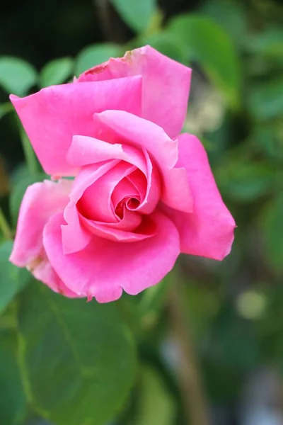 Belles Roses Fleurissent Dans Jardin — Photo