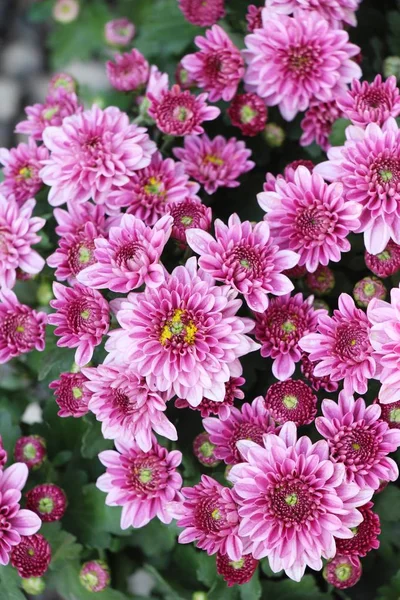 Chrysanthèmes Fleur Est Belle Dans Jardin — Photo