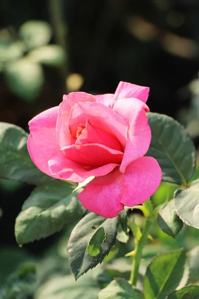 Όμορφα Τριαντάφυλλα Είναι Ανθισμένα Στον Κήπο — Φωτογραφία Αρχείου