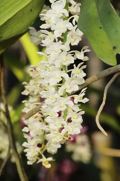 Orkidé Vackra Trädgården — Stockfoto
