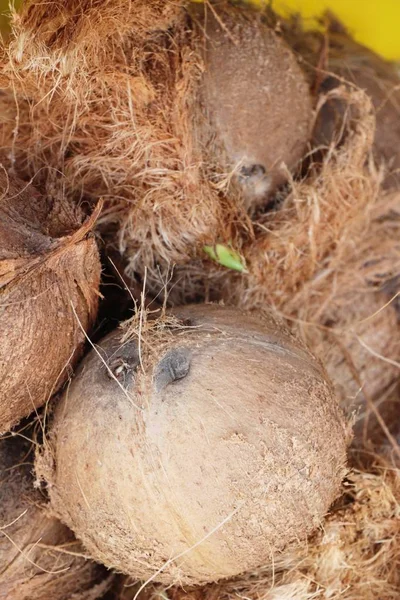 Kokosnoot Vrucht Heerlijk Straat Eten — Stockfoto