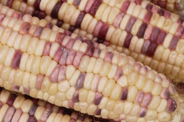 Belgili tanımlık çarşı içinde yemek pişirmek için taze Mısır