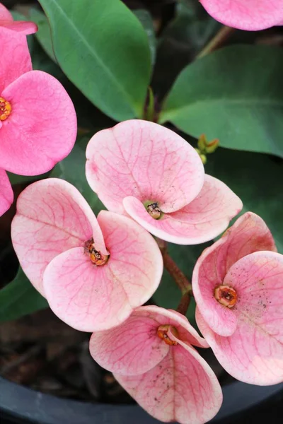 Euphorbia Milli Törnekrona Naturen — Stockfoto