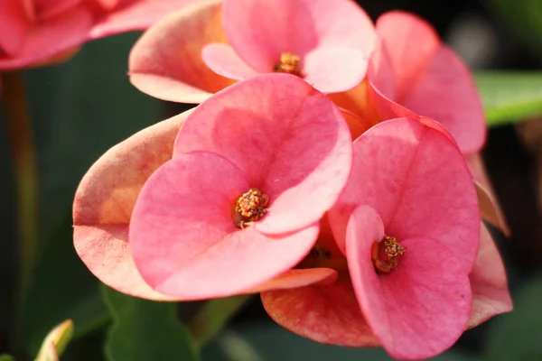 Euphorbia Milli Dornenkrone Der Natur — Stockfoto