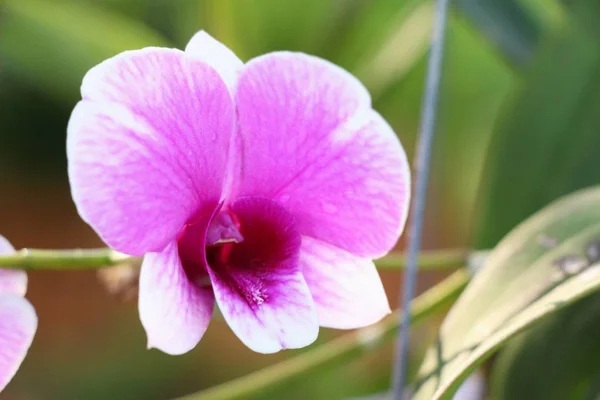 Zahradě Krásná Orchidej Květina — Stock fotografie