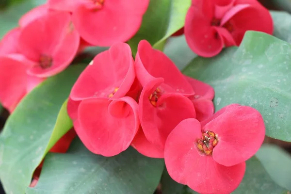 Euforbia Mili Coroa Espinhos Natureza — Fotografia de Stock