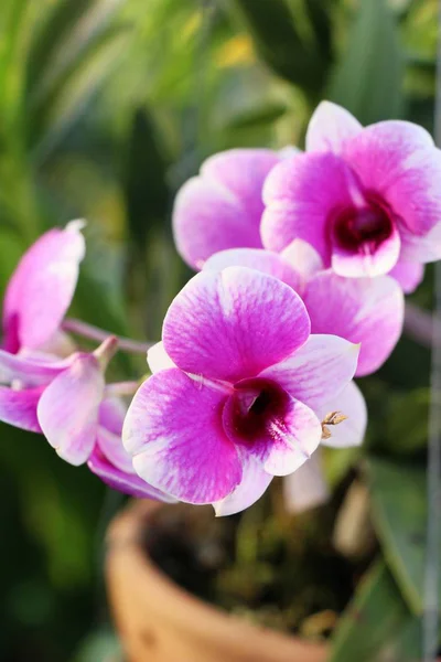 Orkide Çiçek Bahçede Güzeldir — Stok fotoğraf