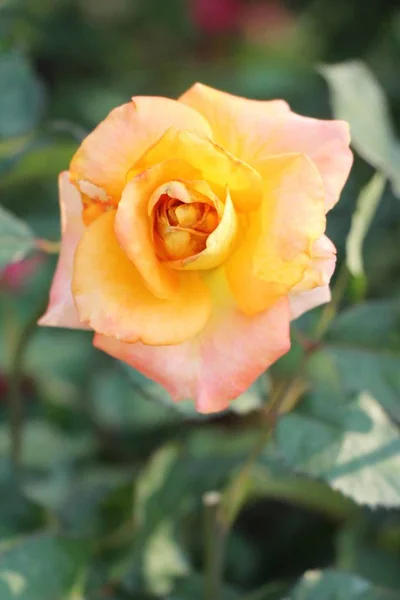 Belle Rose Sta Fiorendo Nel Giardino — Foto Stock