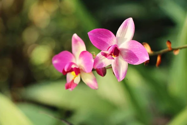 Ogrodzie Dyspozycji Gości Jest Piękny Kwiat Orchidei — Zdjęcie stockowe