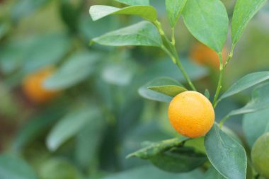 Olgun turuncu meyve tre üzerinde asılı