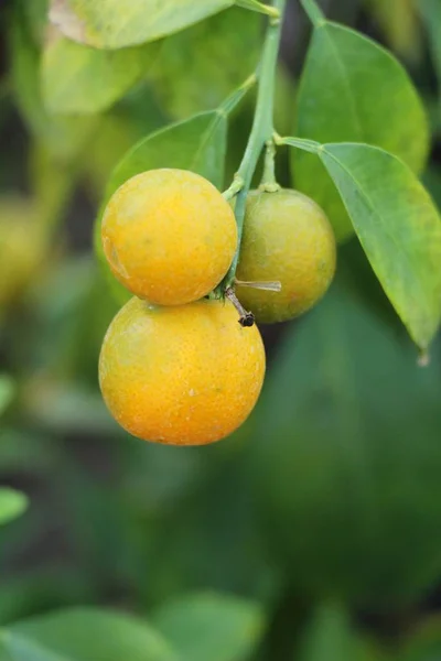 Reife Orangefarbene Frucht Hängt Baum — Stockfoto
