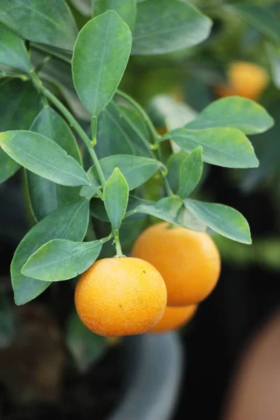 Frutas Laranja Maduras Penduradas Tre — Fotografia de Stock