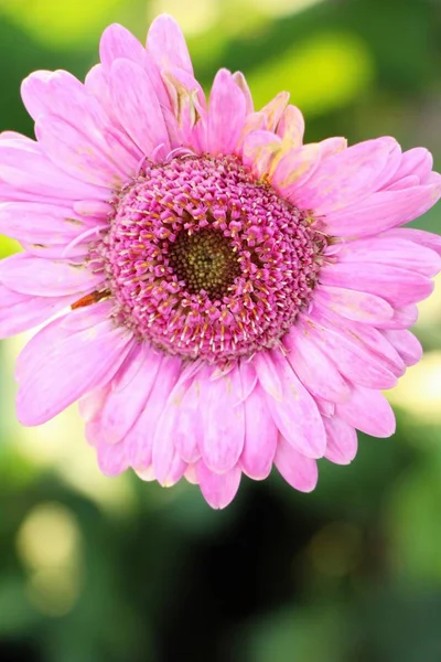 Gerbera Fiori Bellezza Giardino — Foto Stock