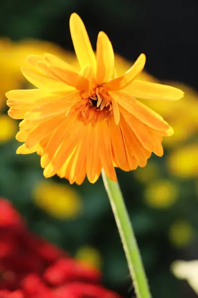 ガーベラの花が庭の美しさ — ストック写真