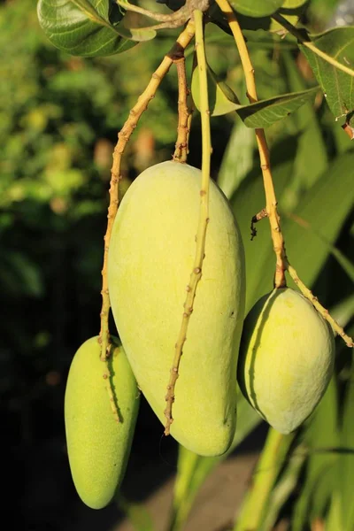 Fresh Mango Fruit Tree Nature — Stock Photo, Image