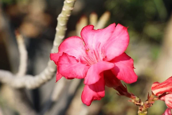 映山红花是美丽的花园里 — 图库照片