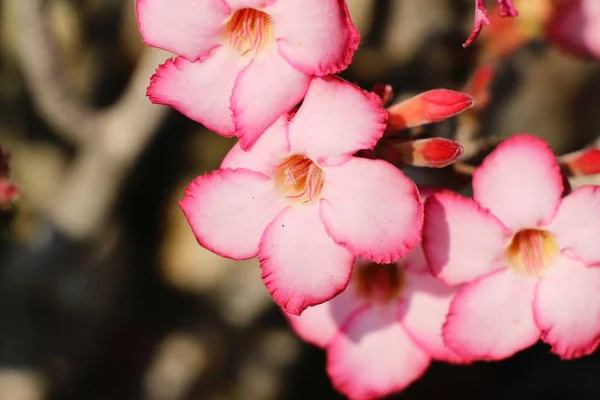 映山红花是美丽的花园里 — 图库照片