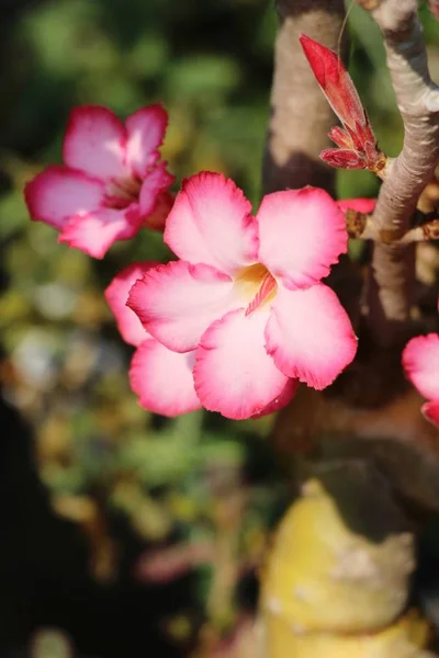 Azaleen Blühen Schön Garten — Stockfoto