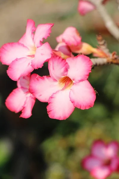 Fiori Azalea Bello Giardino — Foto Stock