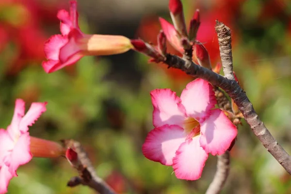 Azalea Flowers Beautiful Garden — Stock Photo, Image