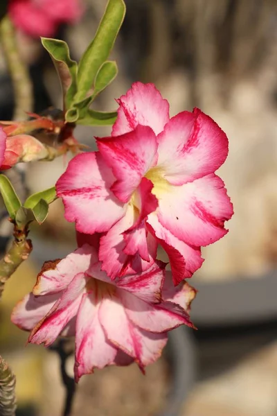 Azalea Virágok Egy Gyönyörű Kertben — Stock Fotó