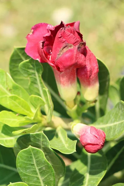 Azálea Flores Bonito Jardim — Fotografia de Stock