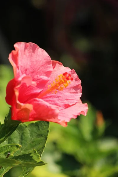 Azalea Flowers Beautiful Garden — Stock Photo, Image