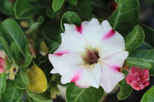 Azalea Blommorna Vackra Trädgården — Stockfoto